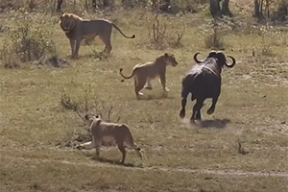 Буйвола атаковали львы и крокодил, но на помощь пришло целое стадо