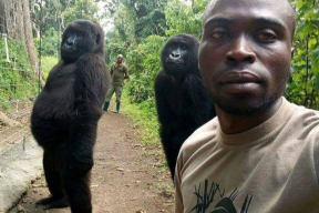 Две гориллы позируют для селфи со своим спасителем