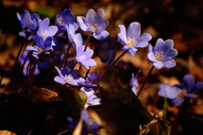 Замест тысячы слоў: глядзіце, які прыгожы лес у красавіку