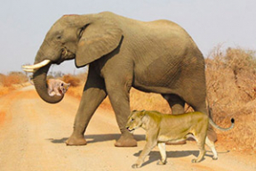 Как слон спас от жажды львенка