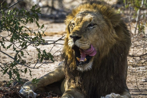 «Череп и штаны». Браконьера растоптал слон и съели львы