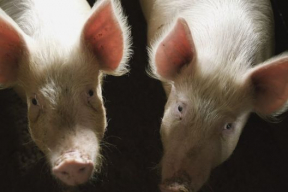 Как живет автор поста о «сказочном Путине»