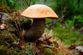 В лесу появились первые грибы