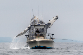 Фото дня. Гигантский кит и рыбацкая лодка