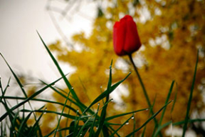 Фотазамалёўка: прыгажосць майскай раніцы