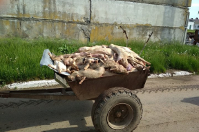 Силовики отпустили директора хозяйства – им объяснили, почему от голода дохли свиньи