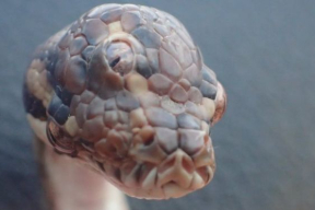 Она существует – трехглазая змея