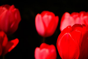 Колеры і кветкі мая