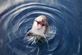 Как пообщаться с дельфином, если вы его встретили в море