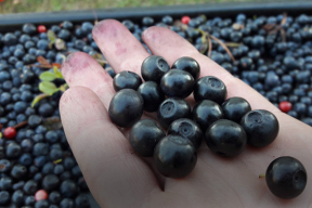 Как белорус зарабатывал на сборе черники в Финляндии