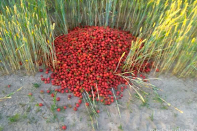 Байнет: «Коровы и клубника – это первое в компетенции президента страны»