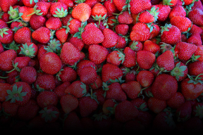 Лукашенко увидел выброшенную в поле клубнику и вмешался. Что произошло?