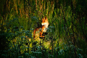 Лисы, лошади и лилии – флора и фауна города-спутника