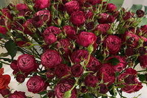 «Грейс Келли» и ее свита. Беларусь посетили необыкновенные розы