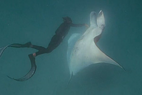 Огромный скат Веснушка обратился за помощью к людям