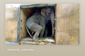 Так везли цирковых слонов в Якутск