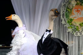 Відэа дня. Як у Менску пажанілі гусей