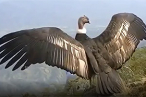 Видео дня. «4 минуты страха и сомнений. И единственно верное решение. Лететь»