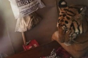 В Индии тигрица пришла в дом и легла спать в постель