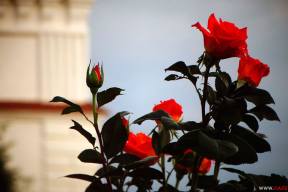 Сціплае абаянне ліпеньскай раніцы