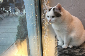 Кошачий рай. В кафе Вильнюса живут коты из приюта