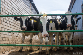 «Это хорошая ферма». Что говорит руководство комплекса, работники которого показали мертвых телят