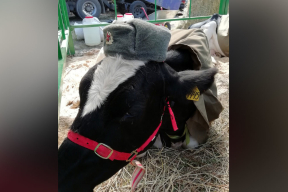 «Извращенный патриотизм». В России коров нарядили в военную форму