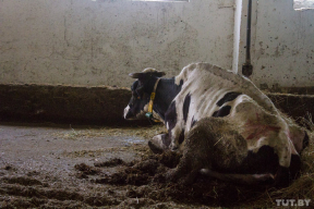 «Помогите!» Работники фермы под Горками показали мертвых телят и тощих коров в навозе
