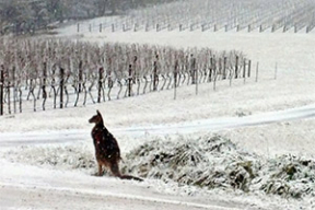 Такое не каждый день увидишь. Кенгуру в снегу