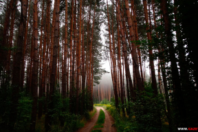 Рэпетыцыя: як восень рыхтуецца змяніць лета