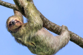 Почему ленивцы зеленоватые и никогда не напрягаются