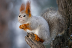 Коты везде! 15 неожиданных коллажей с кошачьими мордочками