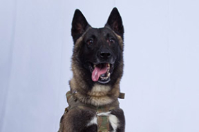 Фотофакт от Трампа: Этот пес «великолепно поработал» во время устранения аль-Багдади