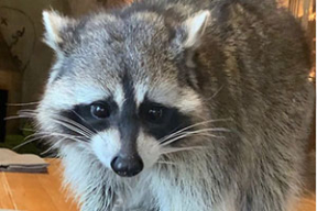 Этот енот разнес кафе