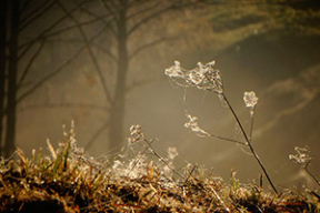 Аднойчы раніцай: фотавандроўка ў тумане
