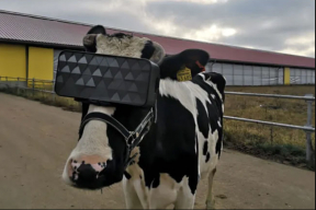 В Подмосковье придумали, как сделать коров счастливыми