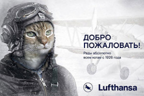 Как толстый кот из «Аэрофлота» пересел на борт Lufthansa