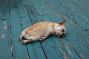 25 «похмельных » фото животных