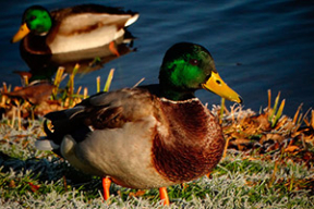Репетиция зимы: первые заморозки