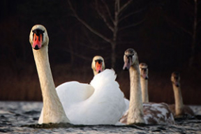 Чем зимой (не) кормить лебедей