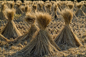 Стихи российских чиновников: «Постелить бы соломки под уставшую жопь»