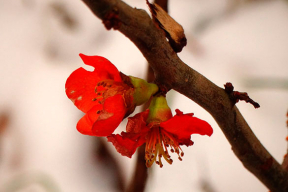 Природа не сдается: в начале декабря зацвели верба и айва