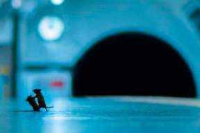 Забавное фото. Как в лондонском метро подрались мыши