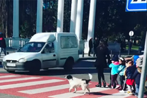 В Грузии бездомная собака помогает детям переходить дорогу