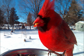 Потрясающие портреты птиц, сделанные в кормушке