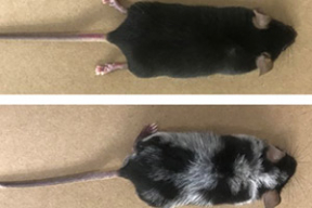 С сединой можно будет бороться без краски