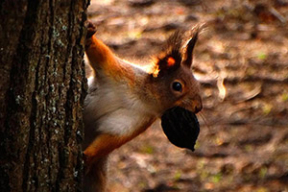 Минутка позитива. Беличьи истории