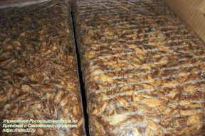 Фотофакт. Россельхознадзор сжег почти полтонны сверчков из Беларуси