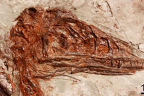 Новые следы динозавров юрского периода