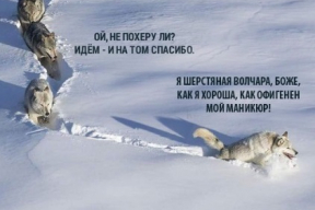 Мем про шерстяного волчару стал мемом про шерстяную волчицу – и еще более жизненным